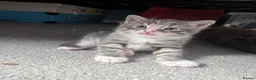Mixed Breed cats for sale: Kittens available  in Herne Bay - Advert 11