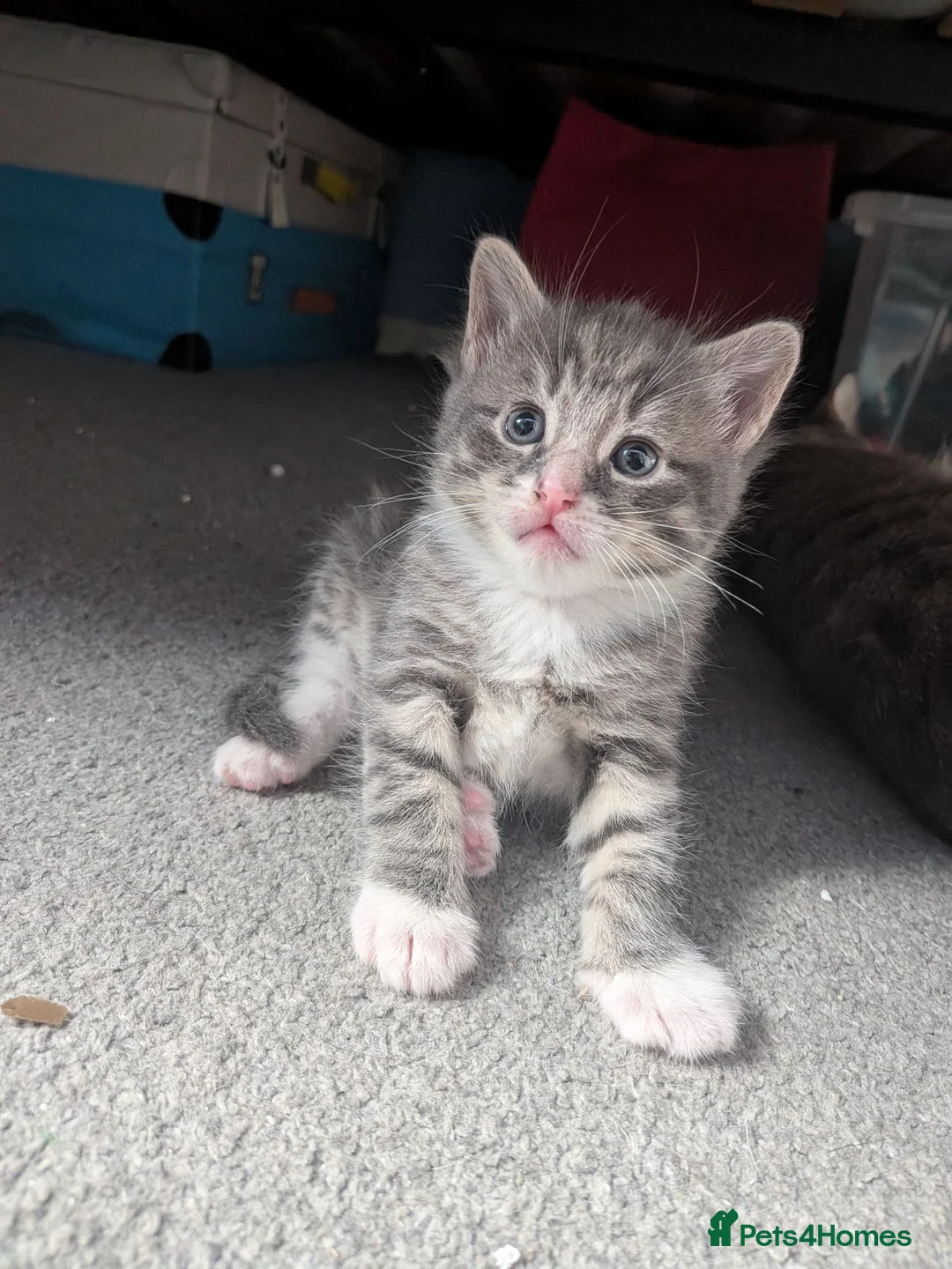 Mixed Breed cats for sale: Kittens available  in Herne Bay - Advert 11