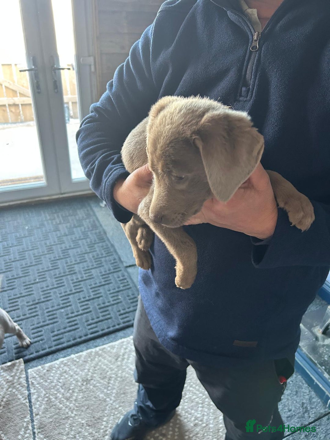 Labrador Retriever dogs for sale: Silver Labrador  - Advert 1