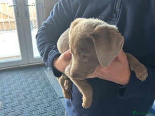 Labrador Retriever dogs - Advert 4