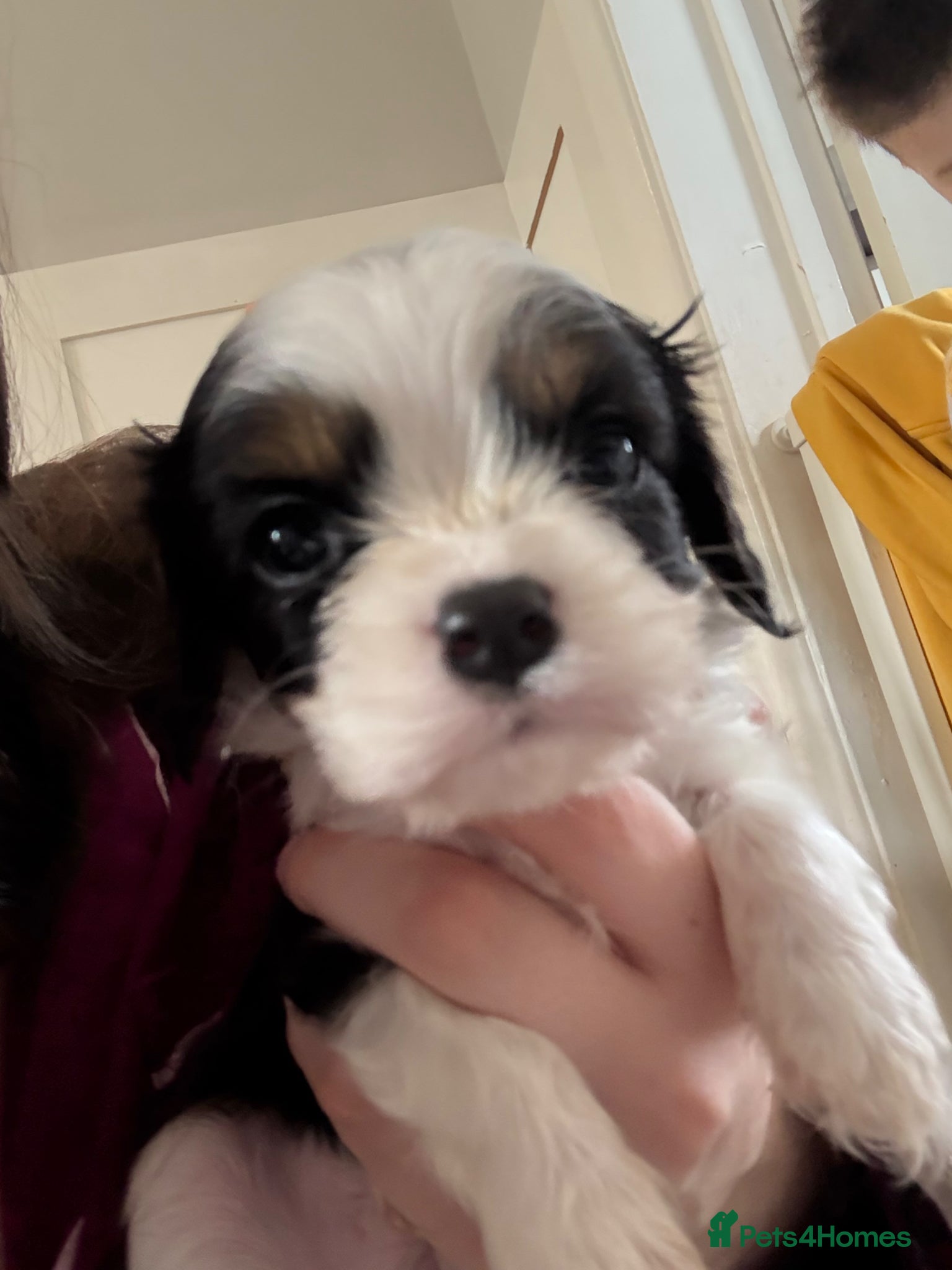 Cavalier King Charles Spaniel dogs Tri colour male cavalier puppy  - Advert 7