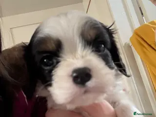 Cavalier King Charles Spaniel dogs Tri colour male cavalier puppy - Advert 7