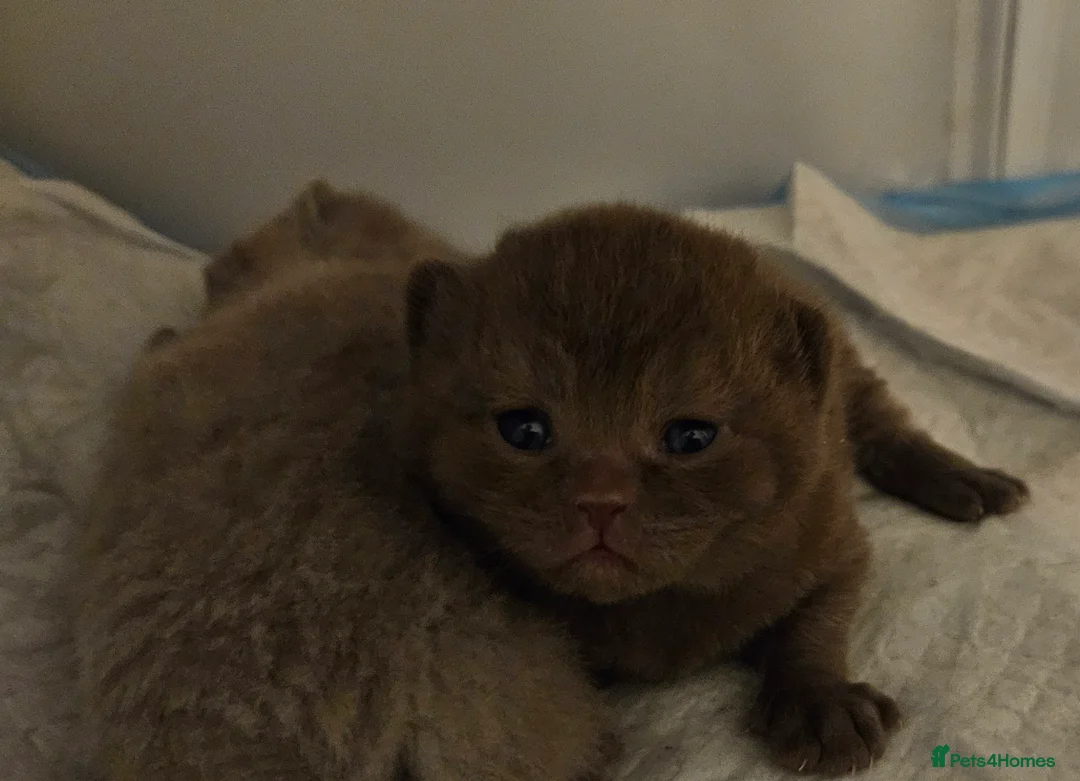British Shorthair cats for sale: 🌟 Premium British Shorthair Kittens Available! 🌟 - Advert 7
