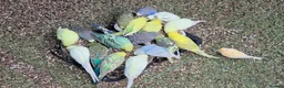Budgerigars birds for sale: Beautiful hand tamed baby budgies for sale  - Advert 6