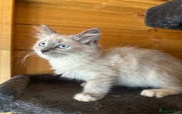 Ragdoll cats for sale: Ragdolls for sale  - Image 2