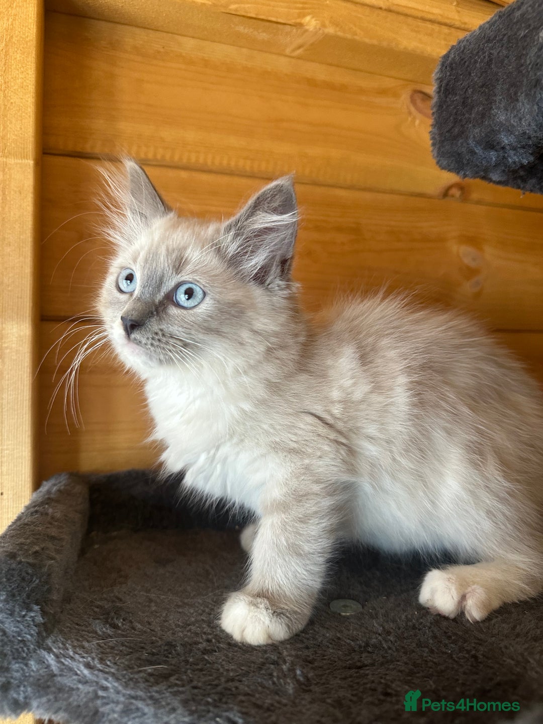 Ragdoll cats for sale: Ragdolls for sale  - Image 2