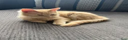Mixed Breed cats for sale: ragdoll kitten  in Bradford - Advert 9