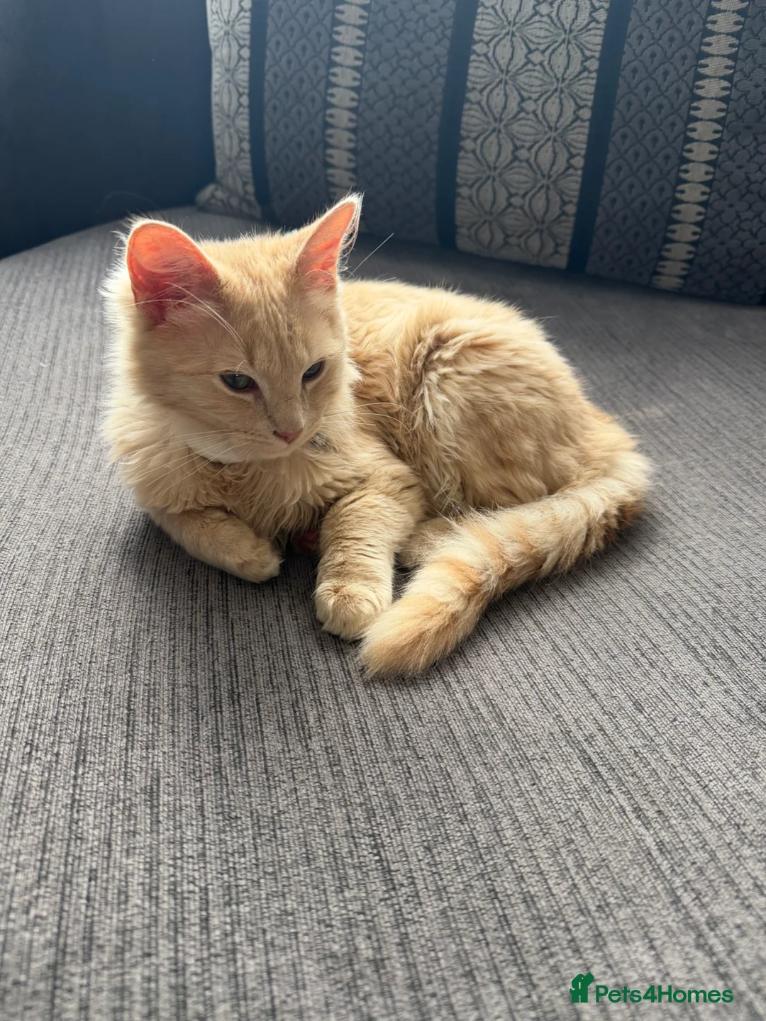 Mixed Breed cats for sale: ragdoll kitten  in Bradford - Advert 9