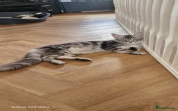 Maine Coon cats for sale: Pure maine coon kittens - Image 14