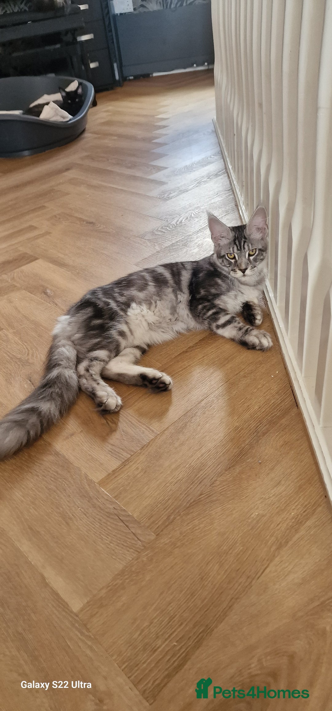 Maine Coon cats for sale: Pure maine coon kittens - Image 14