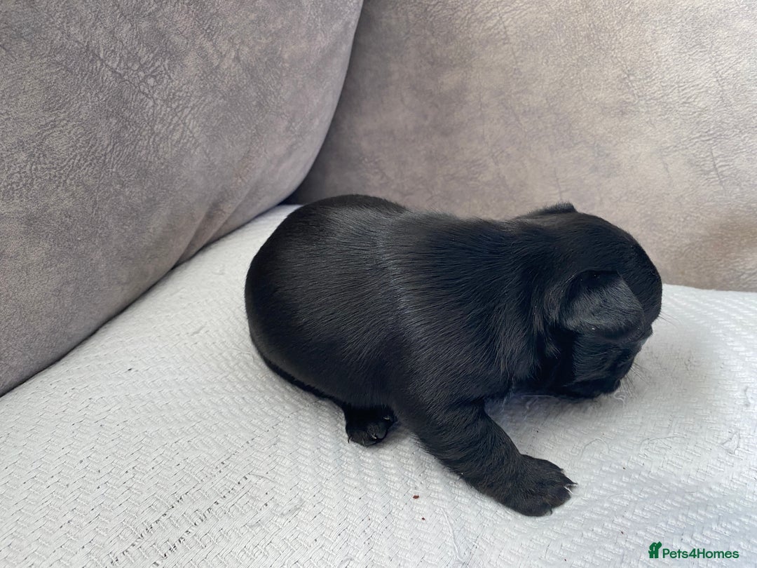 French Bulldog dogs for sale: French bulldogs puppy’s for sale - Advert 22