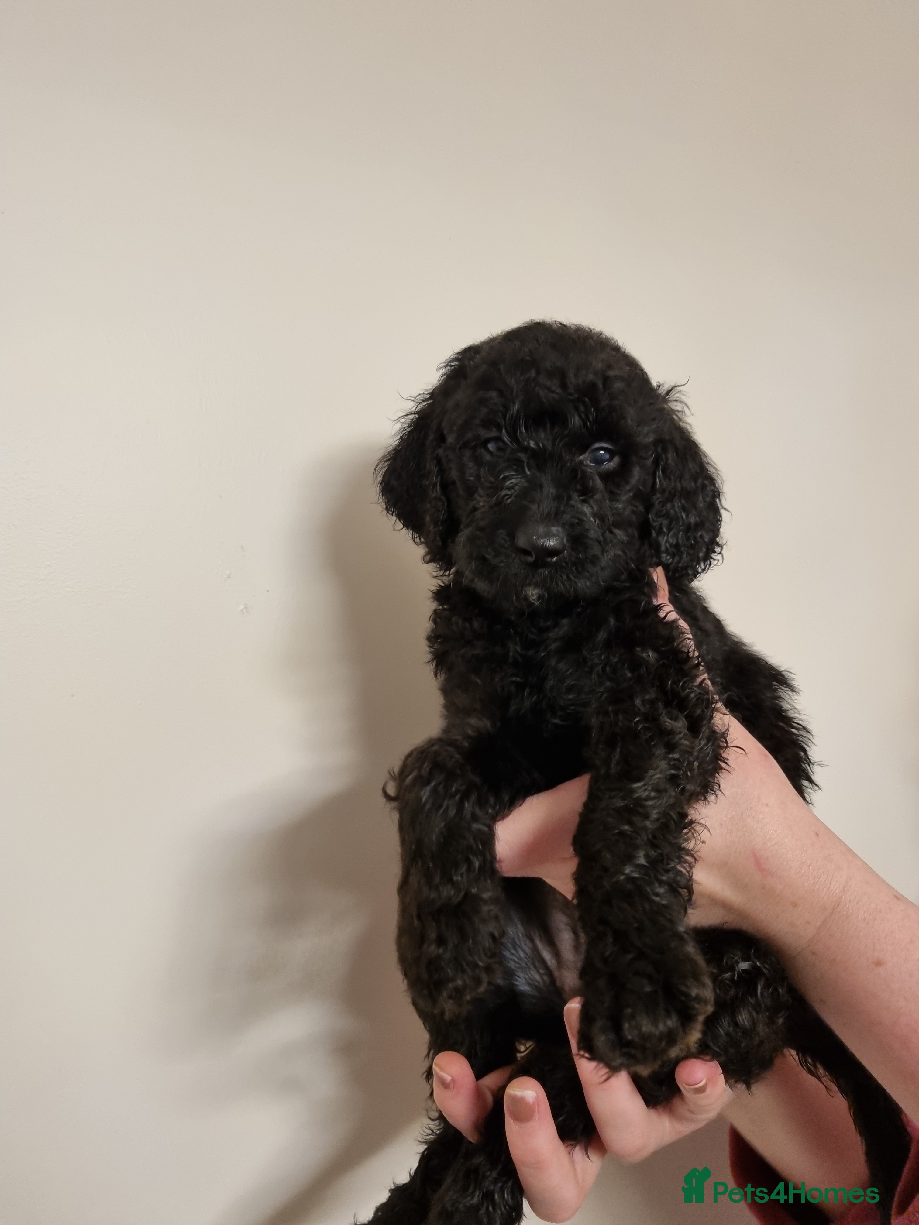 Mixed Breed dogs Goldendoodle x Irishdoodle puppies - Advert 3