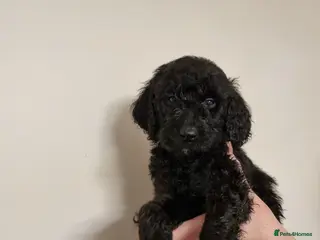 Mixed Breed dogs Goldendoodle x Irishdoodle puppies - Advert 3