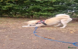 Siberian Husky dogs for sale: White male husky- 3 years old - Image 3