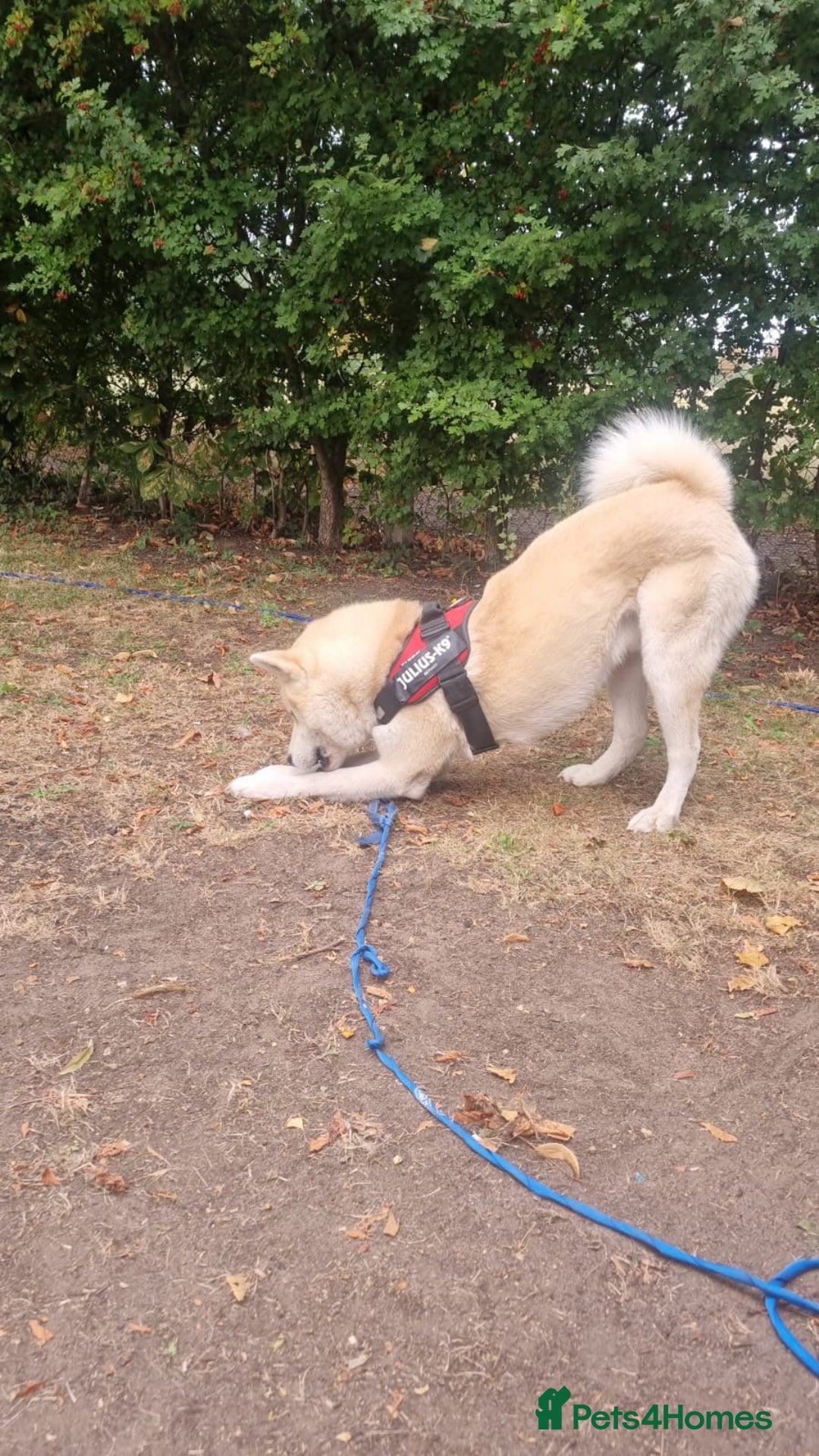 Siberian Husky dogs for sale: White male husky- 3 years old - Image 3