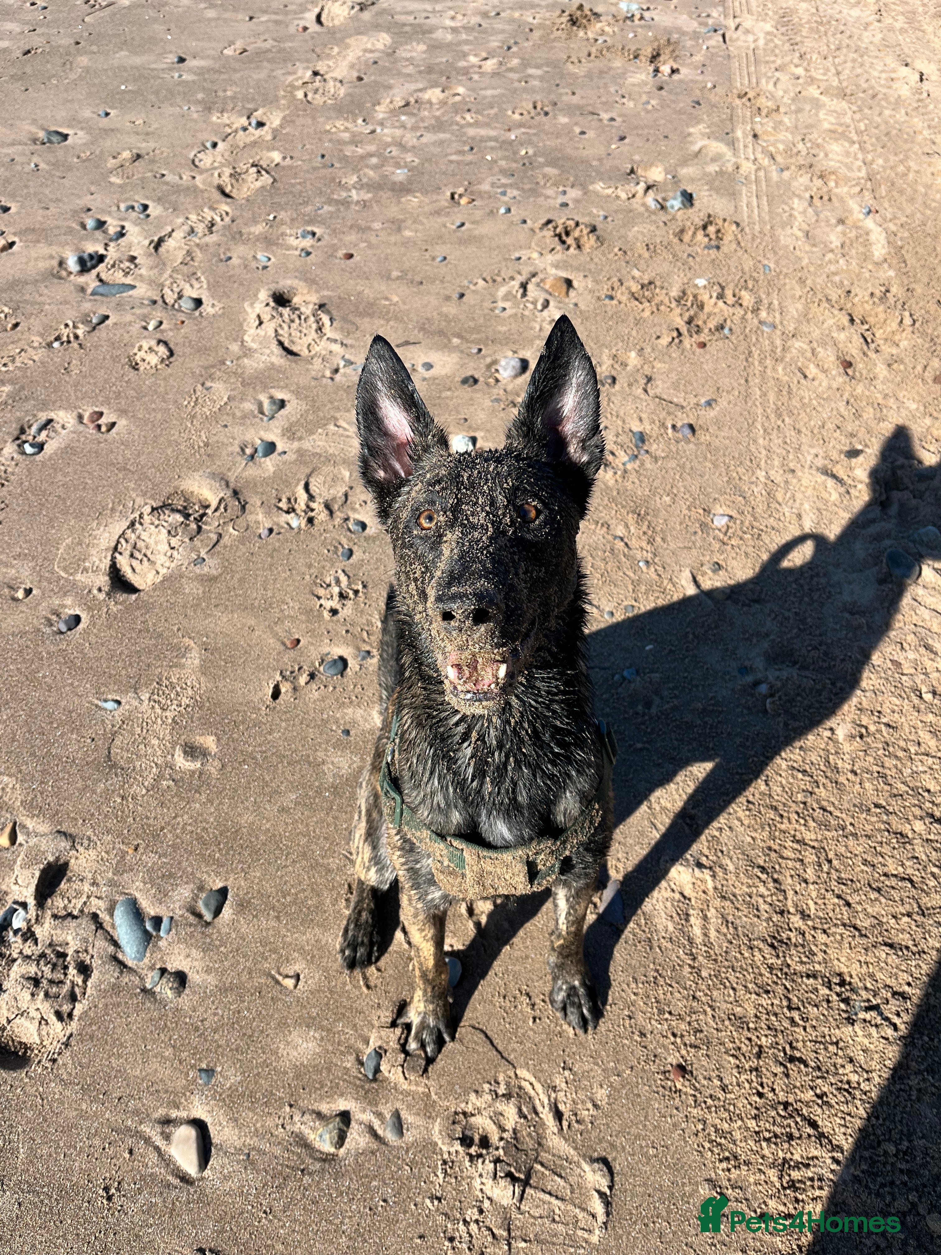 Belgian Shepherd Dog dogs Dutch shepherd - Advert 2