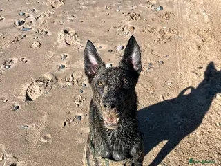 Belgian Shepherd Dog dogs Dutch shepherd - Advert 2