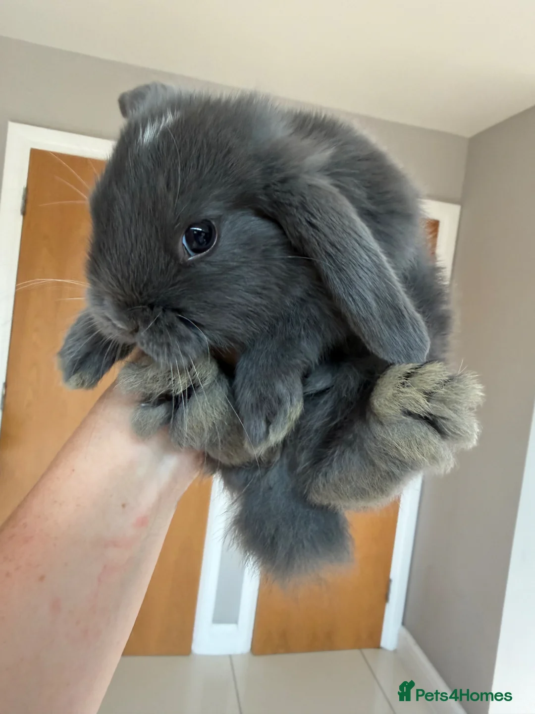 Mini Lop rabbits for sale: Beautiful mini lop babies  - Advert 2