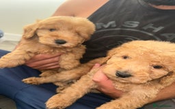 Cockapoo dogs for sale: 8 weeks old beautiful Cockapoo puppies  - Image 38