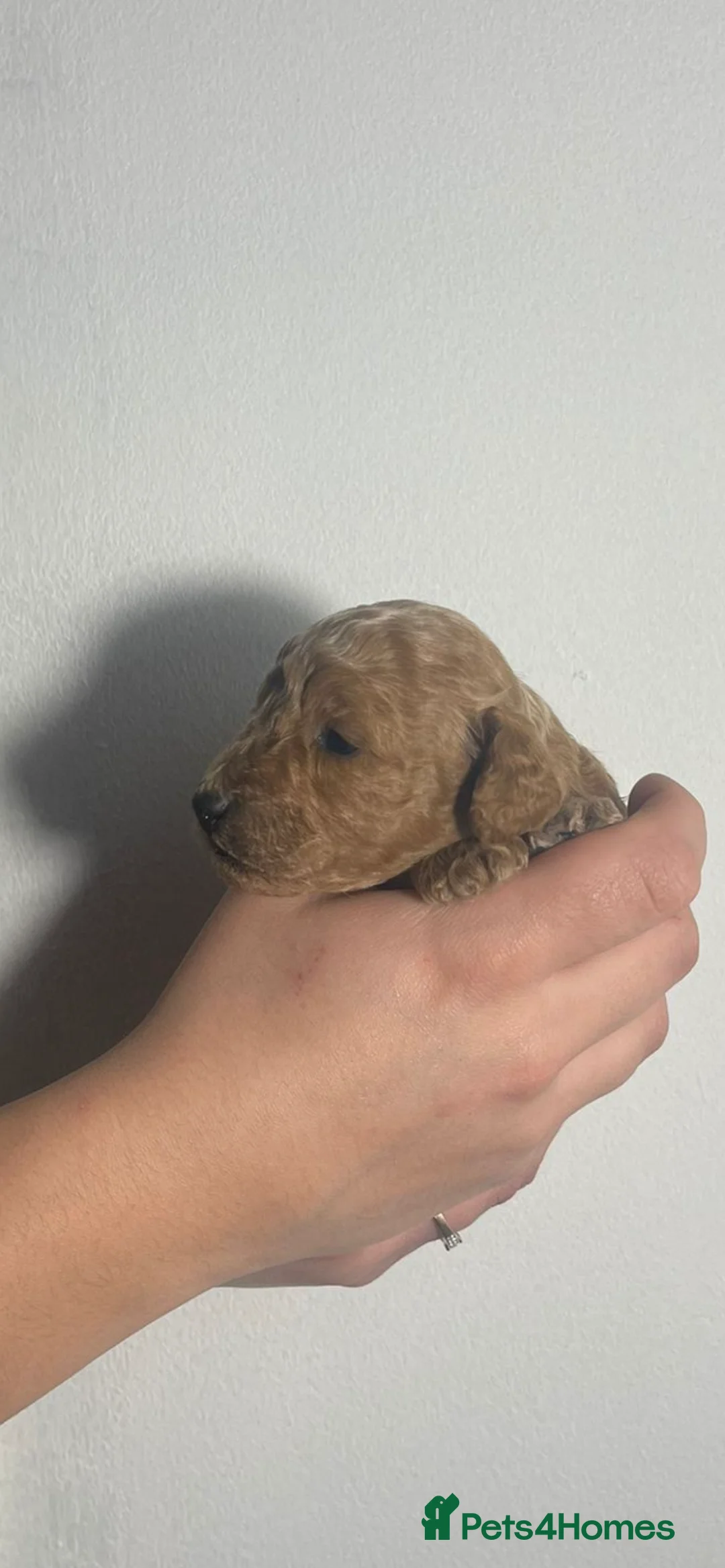 Cockapoo dogs for sale: ONLY TWO GIRLS LEFT BEAUTIFUL LITTER OF COCKAPOO  - Advert 4