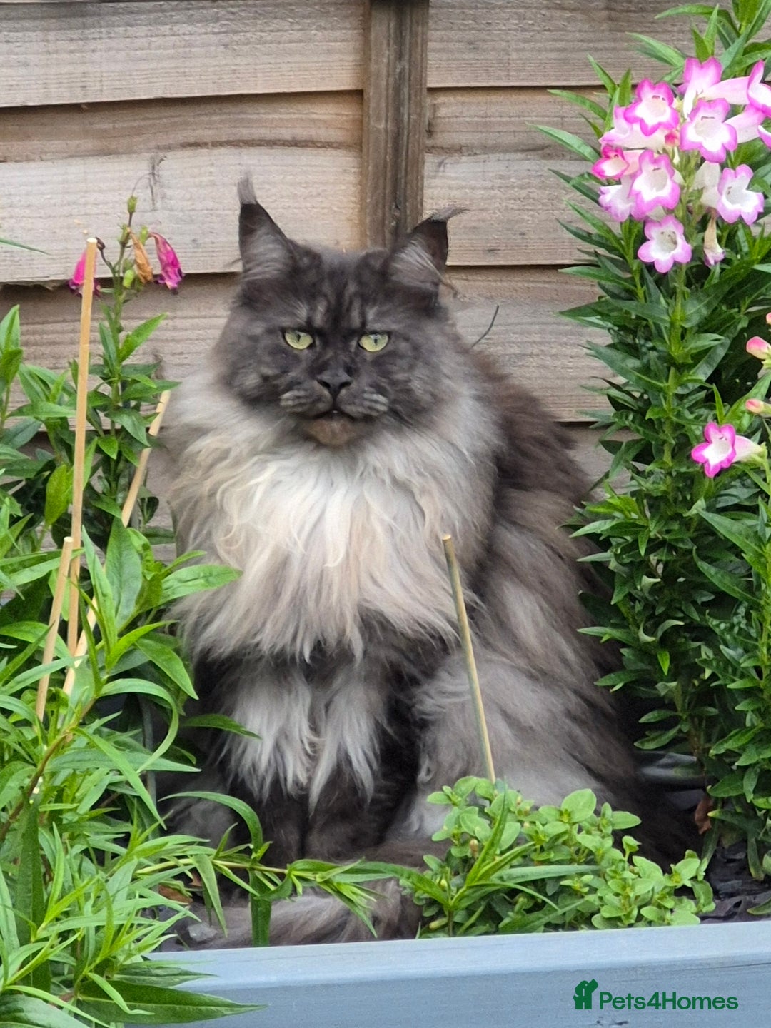 Maine Coon cats for sale: Maine coon cat - Advert 4