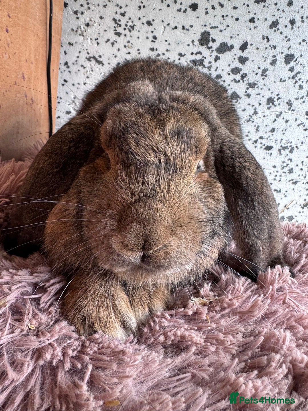 French Lop rabbits for sale: Purebreed French Lop Girl for sale  - Advert 2