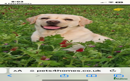 Labrador Retriever dogs for sale: Labrador puppies  🐶  - Image 4