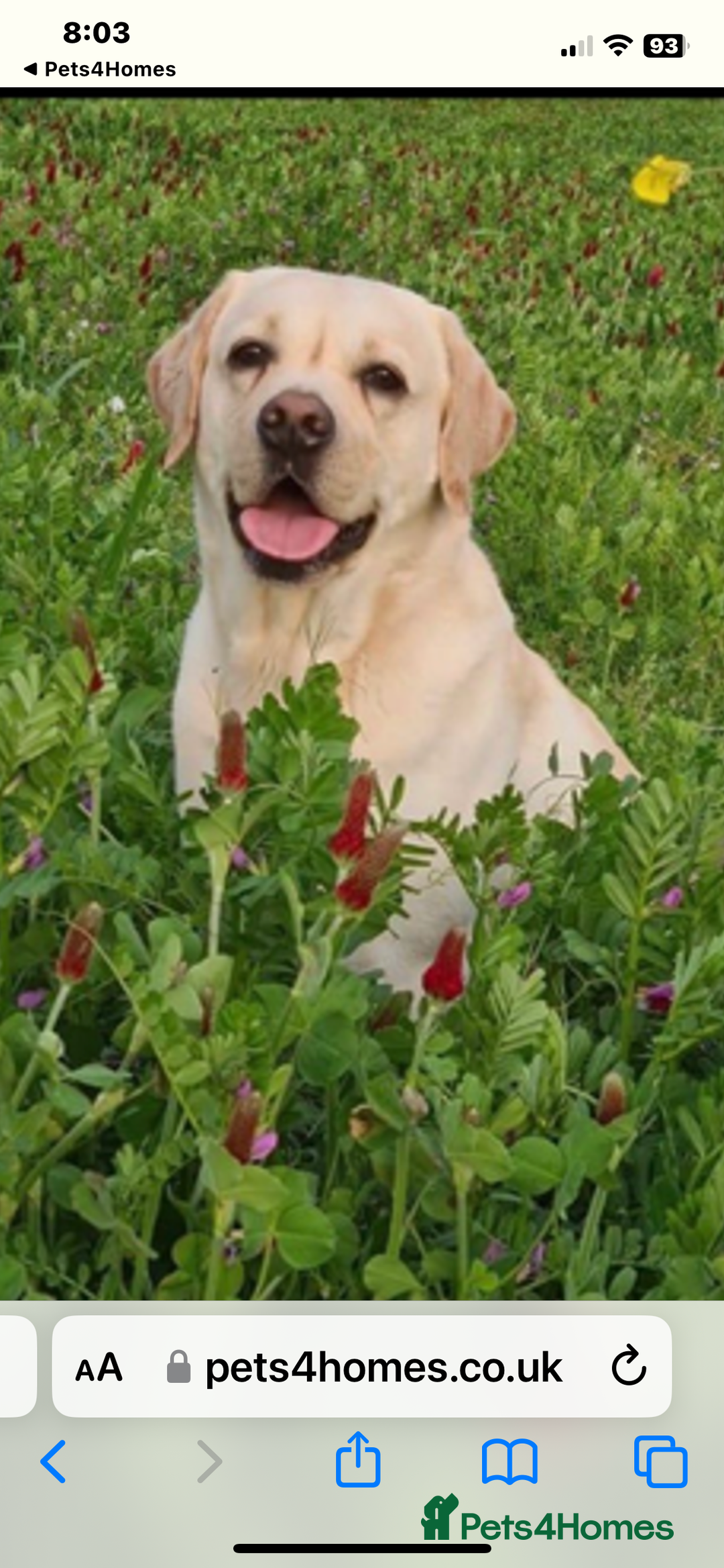 Labrador Retriever dogs for sale: Labrador puppies  🐶  - Image 4