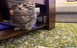 British Shorthair cats for sale: Beautiful British short hair cross kittens - Advert 14