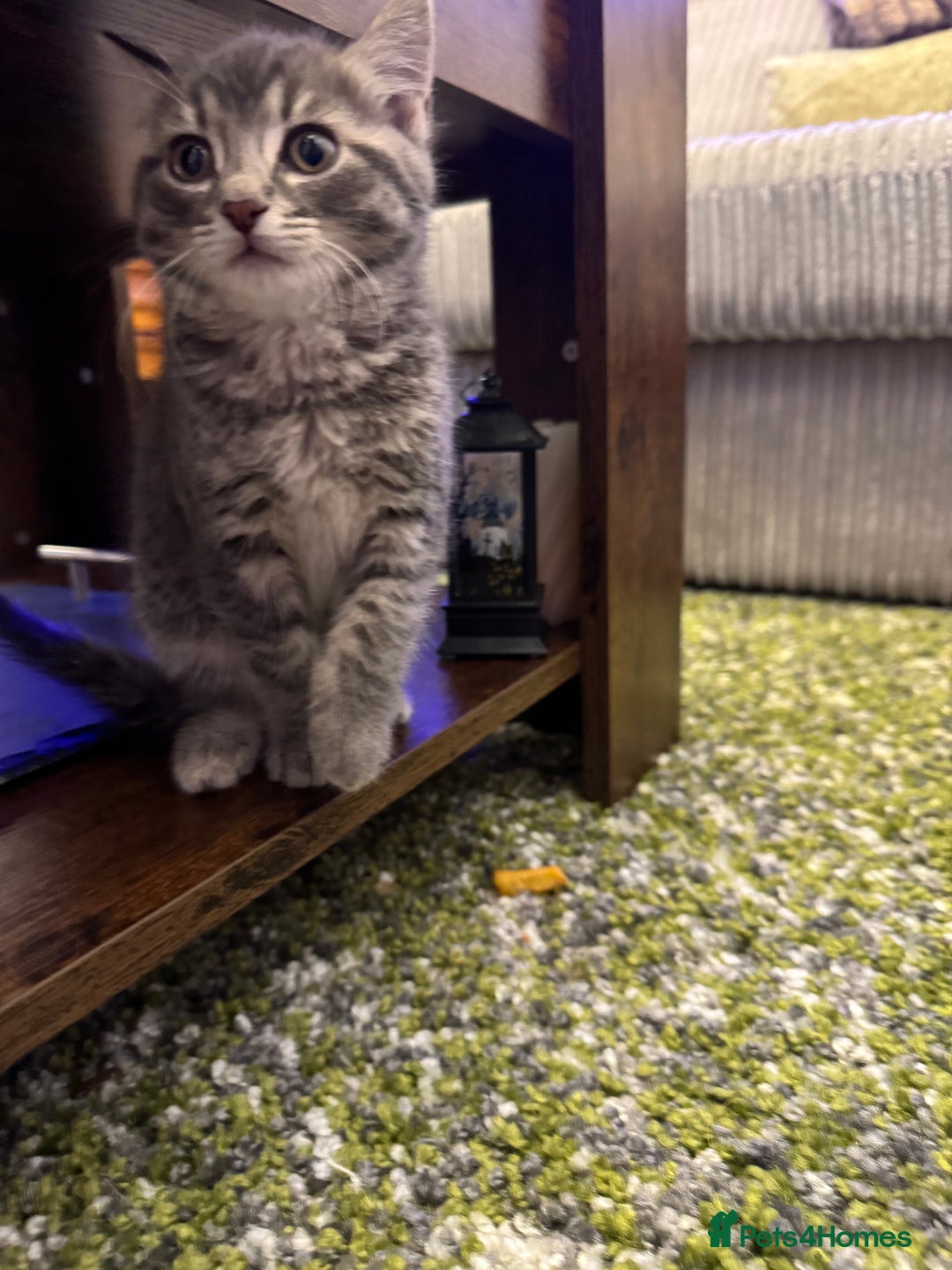 British Shorthair cats for sale: Beautiful British short hair cross kittens - Advert 14