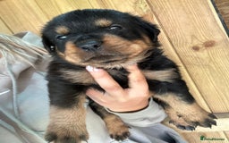Rottweiler dogs for sale: Rottweiler puppies  - Image 11
