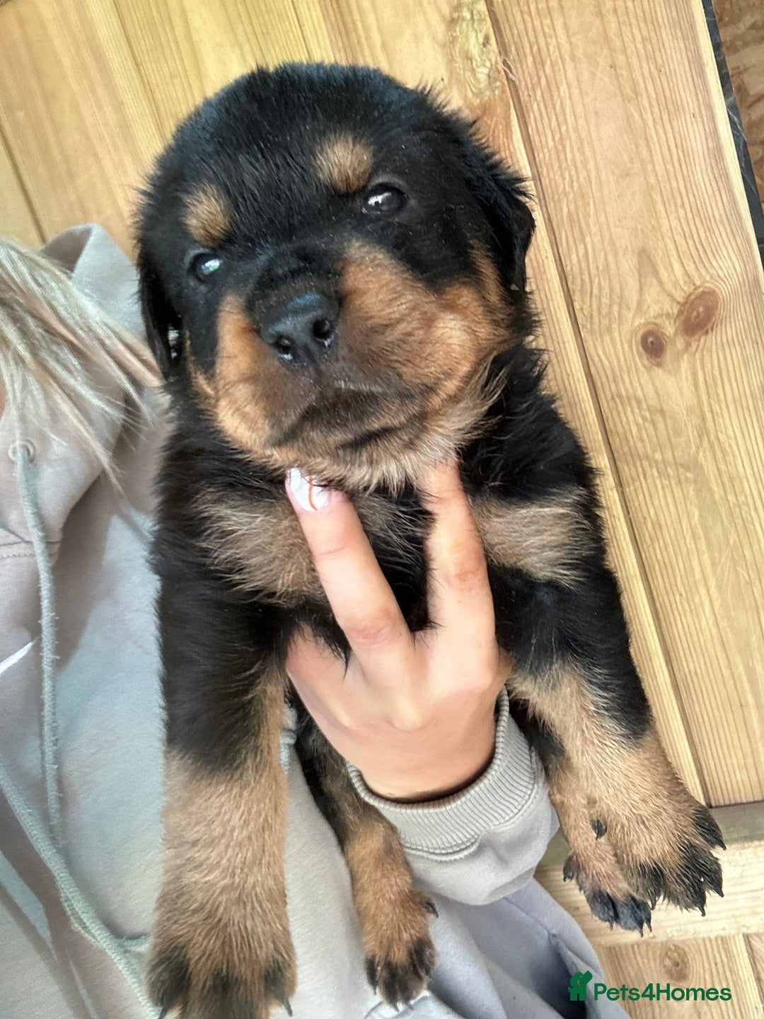 Rottweiler dogs for sale: Rottweiler puppies  - Image 11
