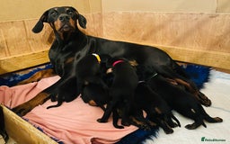 Dobermann dogs for sale: FULLY HEALTH & HEART TESTED KC in Whitland - Image 2