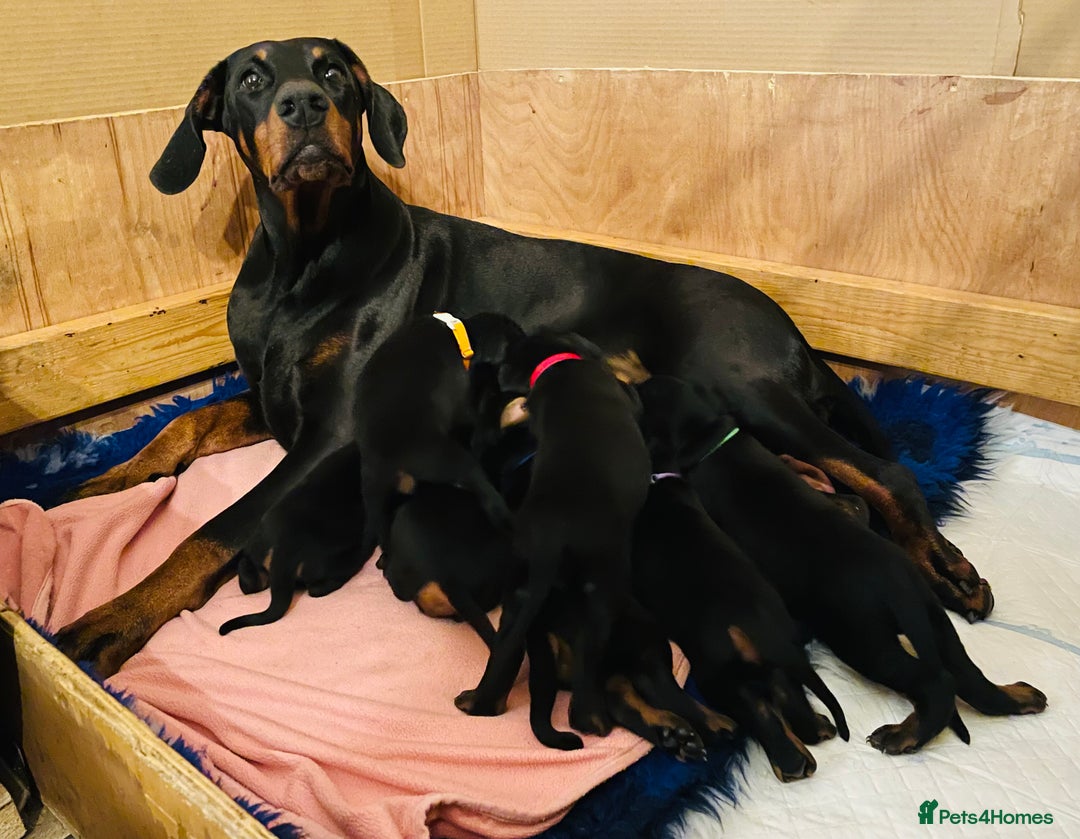 Dobermann dogs for sale: FULLY HEALTH & HEART TESTED KC in Whitland - Image 2