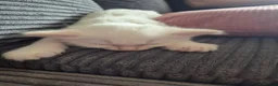 Perdoll cats for sale: Perdolls for sale - Advert 6