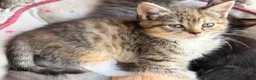 Scottish Fold cats for sale: GORGEOUS SCOTTISH FOLD X EXOTIC PERSIAN KITTENS - Advert 14