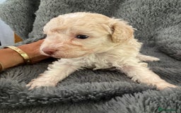 Cavapoo dogs for sale: Miniature poodle x cavapoo  - Image 10