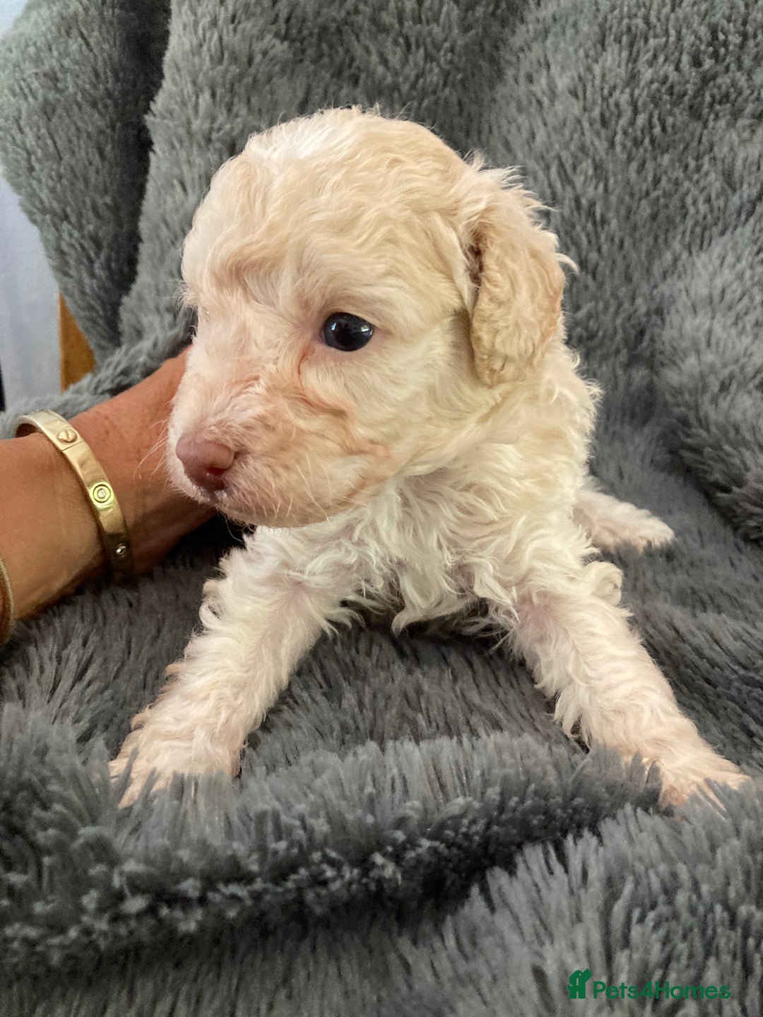Cavapoo dogs for sale: Miniature poodle x cavapoo  - Image 10