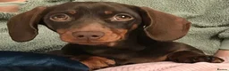 Miniature Dachshund dogs for sale: Miniature Dachshund. X1 Choc and tan available  - Advert 16