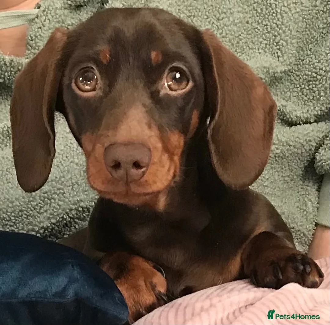 Miniature Dachshund dogs for sale: Miniature Dachshund. X1 Choc and tan available  - Advert 16
