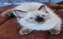 Ragdoll cats for sale: Ragdoll kittens for sale - Image 2