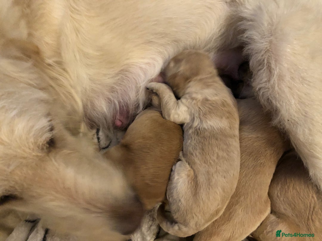 Labradoodle dogs for sale: 8 Beautiful Labradoodle Puppies  - Advert 7