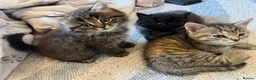 British Shorthair cats for sale: Adorable British Shorthair Kittens - Advert 8