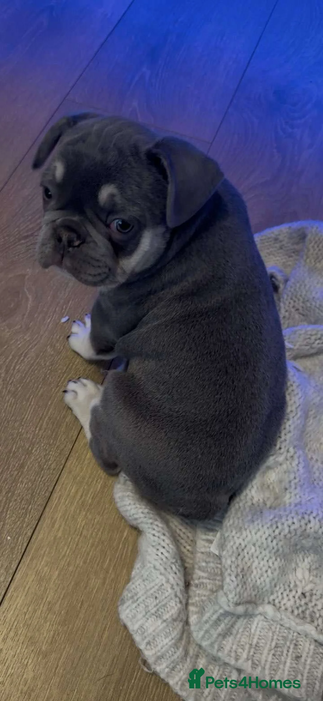 French Bulldog dogs for sale: French bull dog female 10 weeks old in Manchester - Advert 1