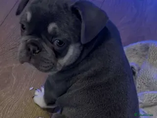 French Bulldog dogs French bull dog female 10 weeks old in Manchester - Advert 2