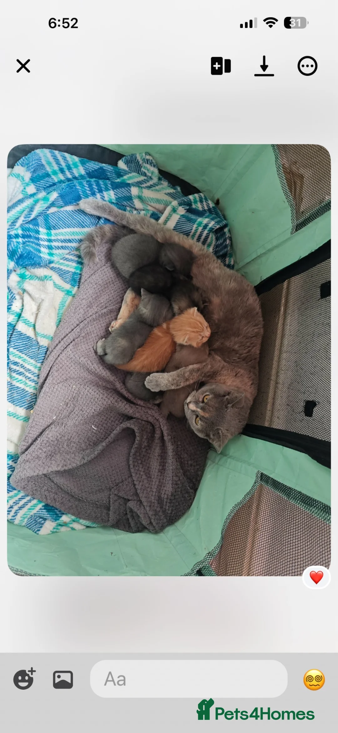 British Shorthair cats for sale: British shorthair kittens  - Advert 11