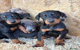 Dobermann dogs for sale: Beautiful puppy’s  - Image 13