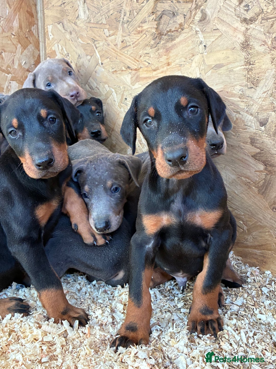 Dobermann dogs for sale: Beautiful puppy’s  - Image 13