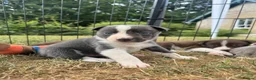 Border Collie dogs for sale: Beautiful Border Collie Puppies  - Advert 36