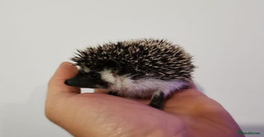 Pygmy Hedgehog rodents - Advert 1